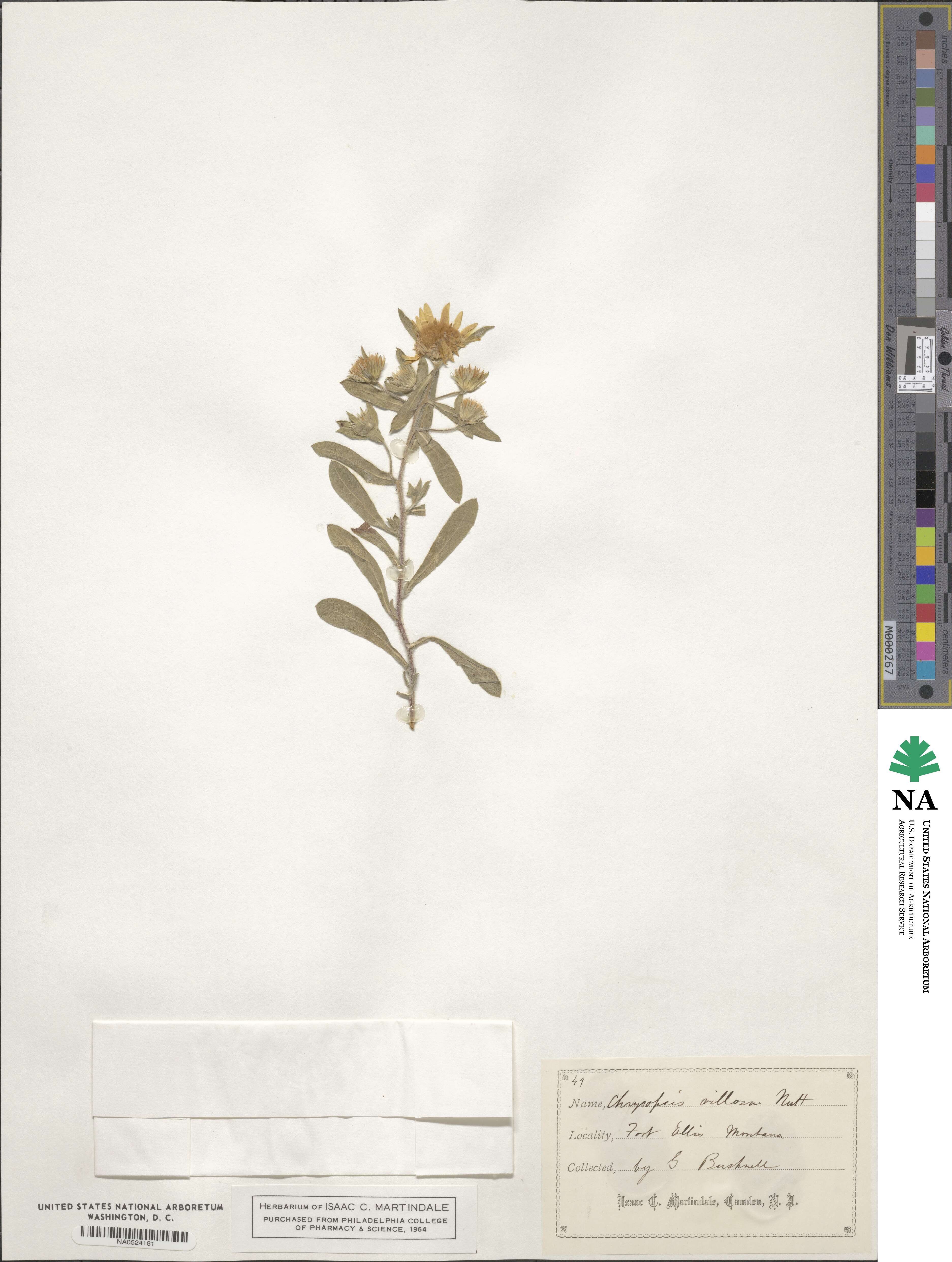 Heterotheca angustifolia image