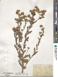 Heterotheca angustifolia image
