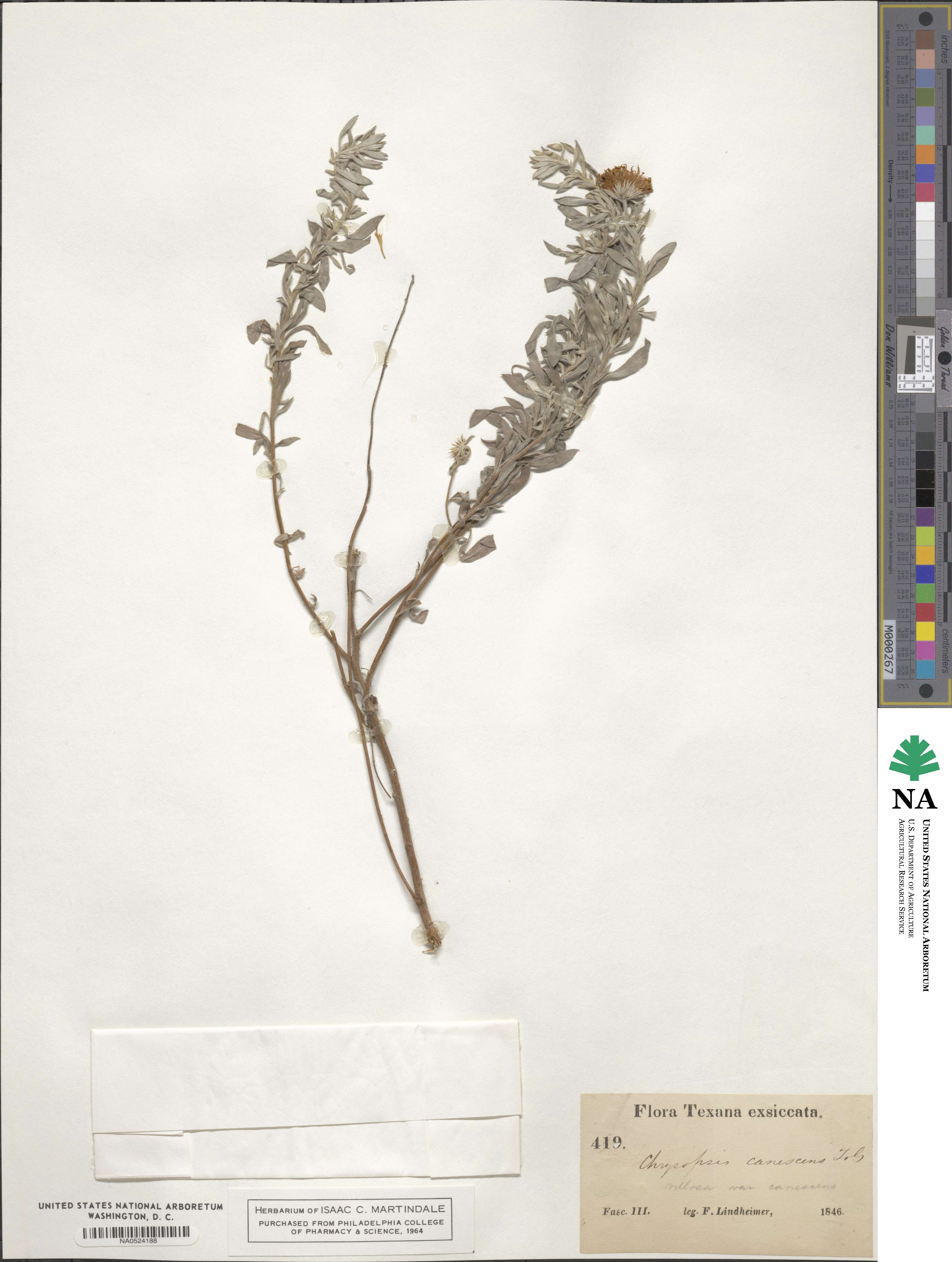 Heterotheca angustifolia image