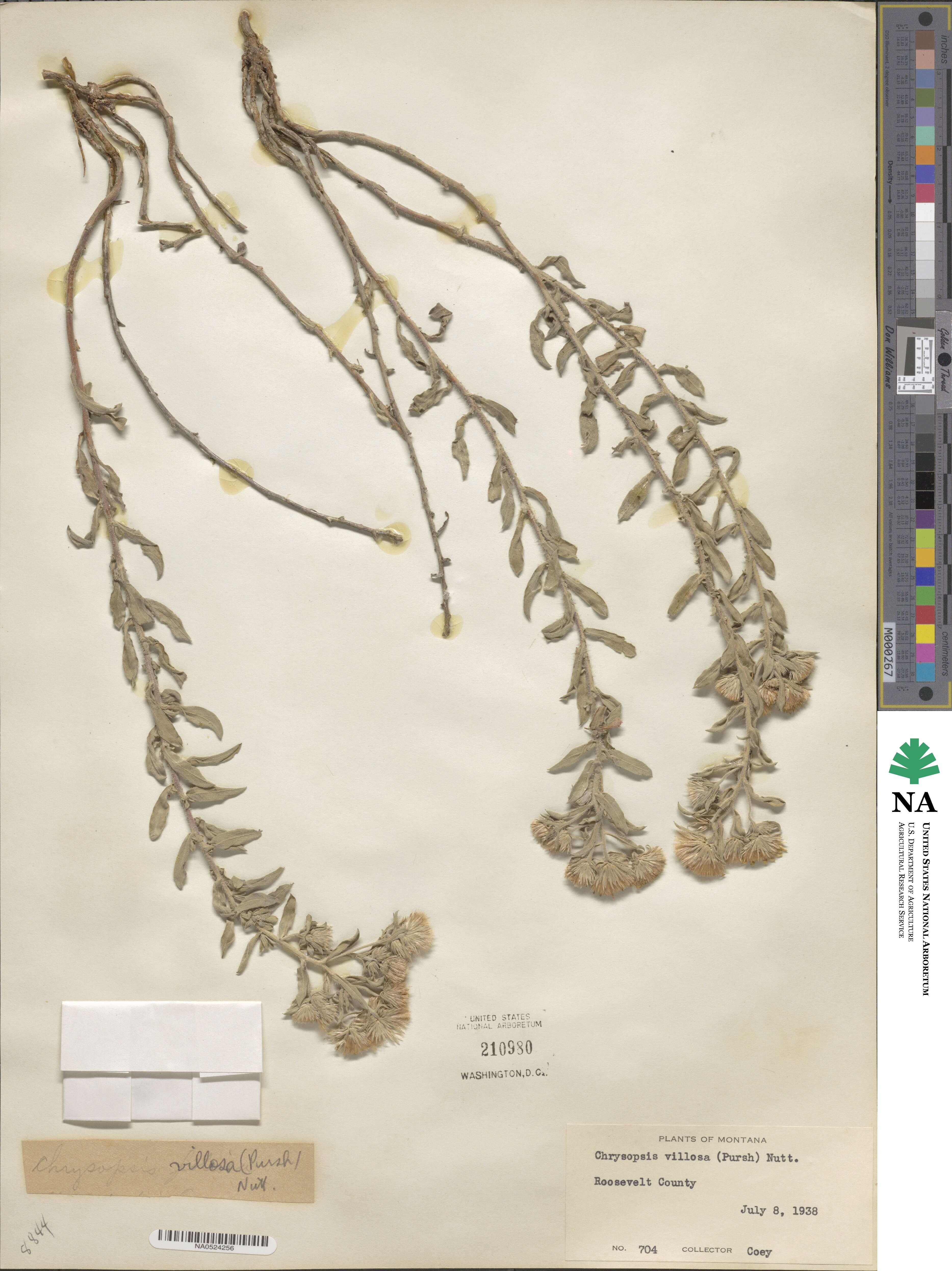 Heterotheca villosa image