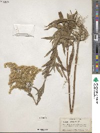 Solidago altissima image