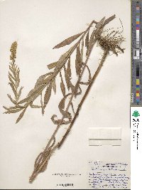 Solidago altissima image