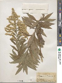 Solidago altissima image