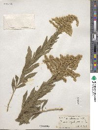 Solidago altissima image