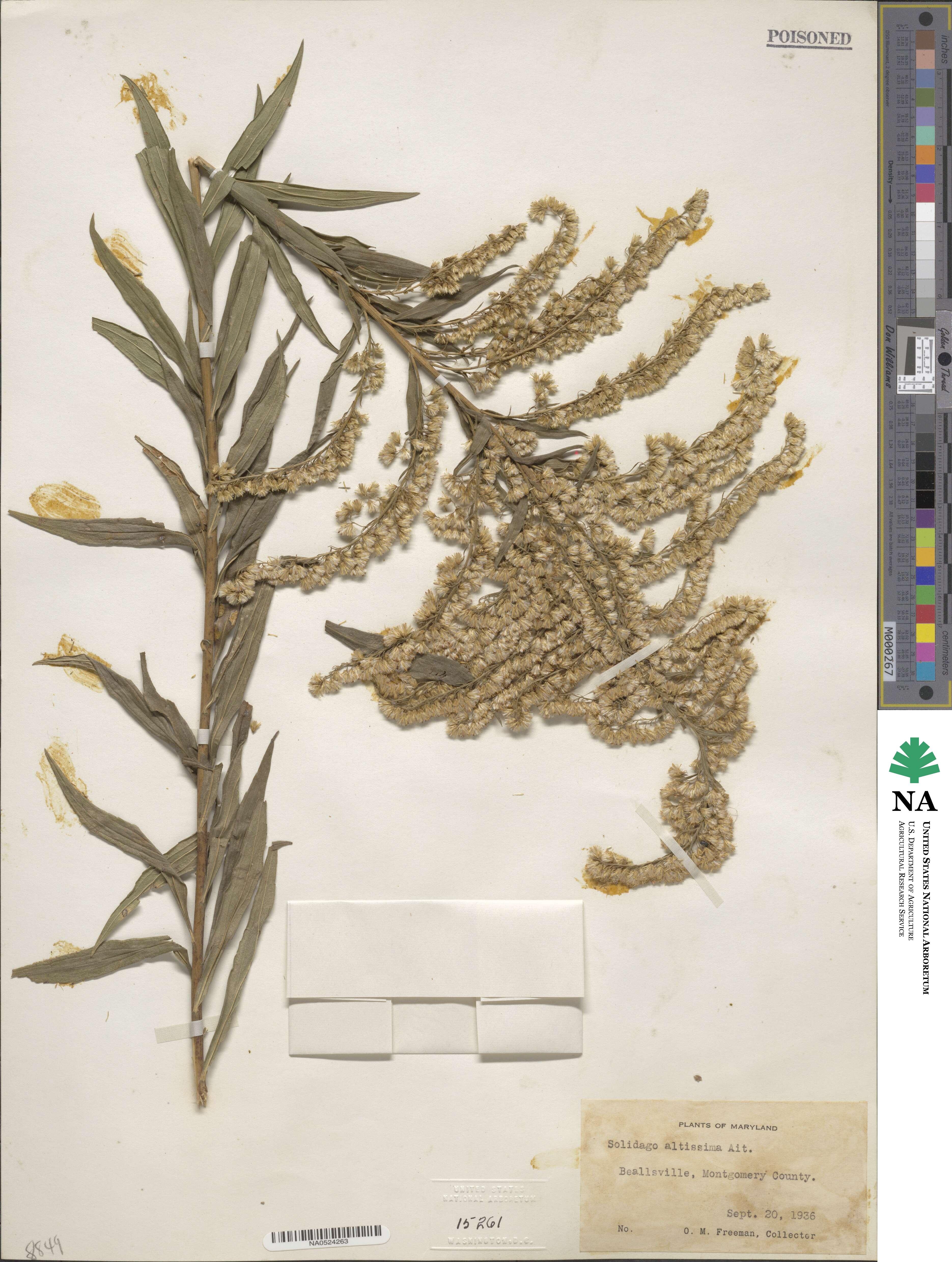 Solidago altissima image