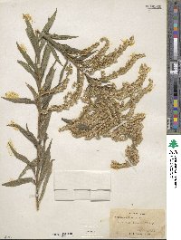 Solidago altissima image