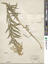 Solidago altissima image