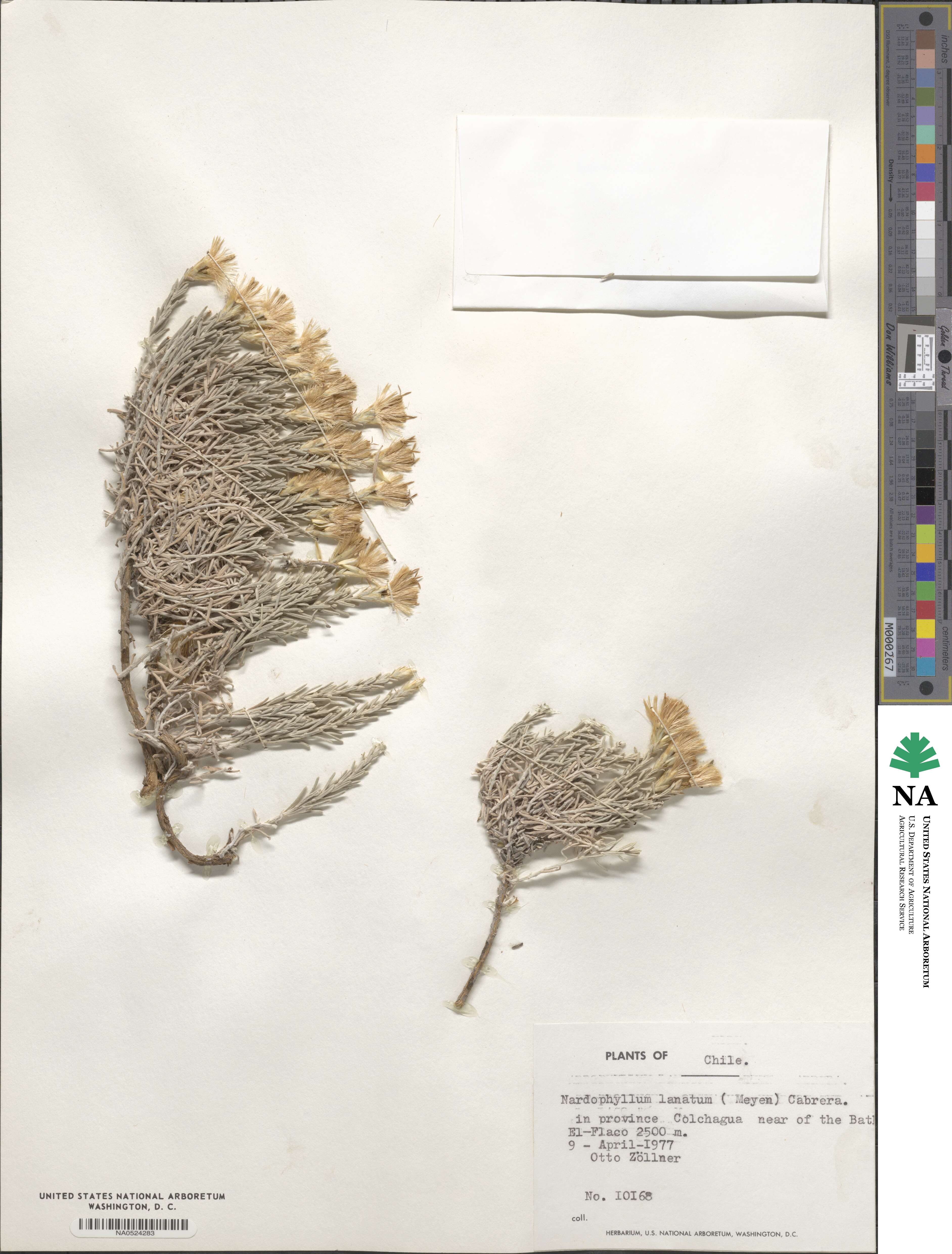Nardophyllum lanatum image