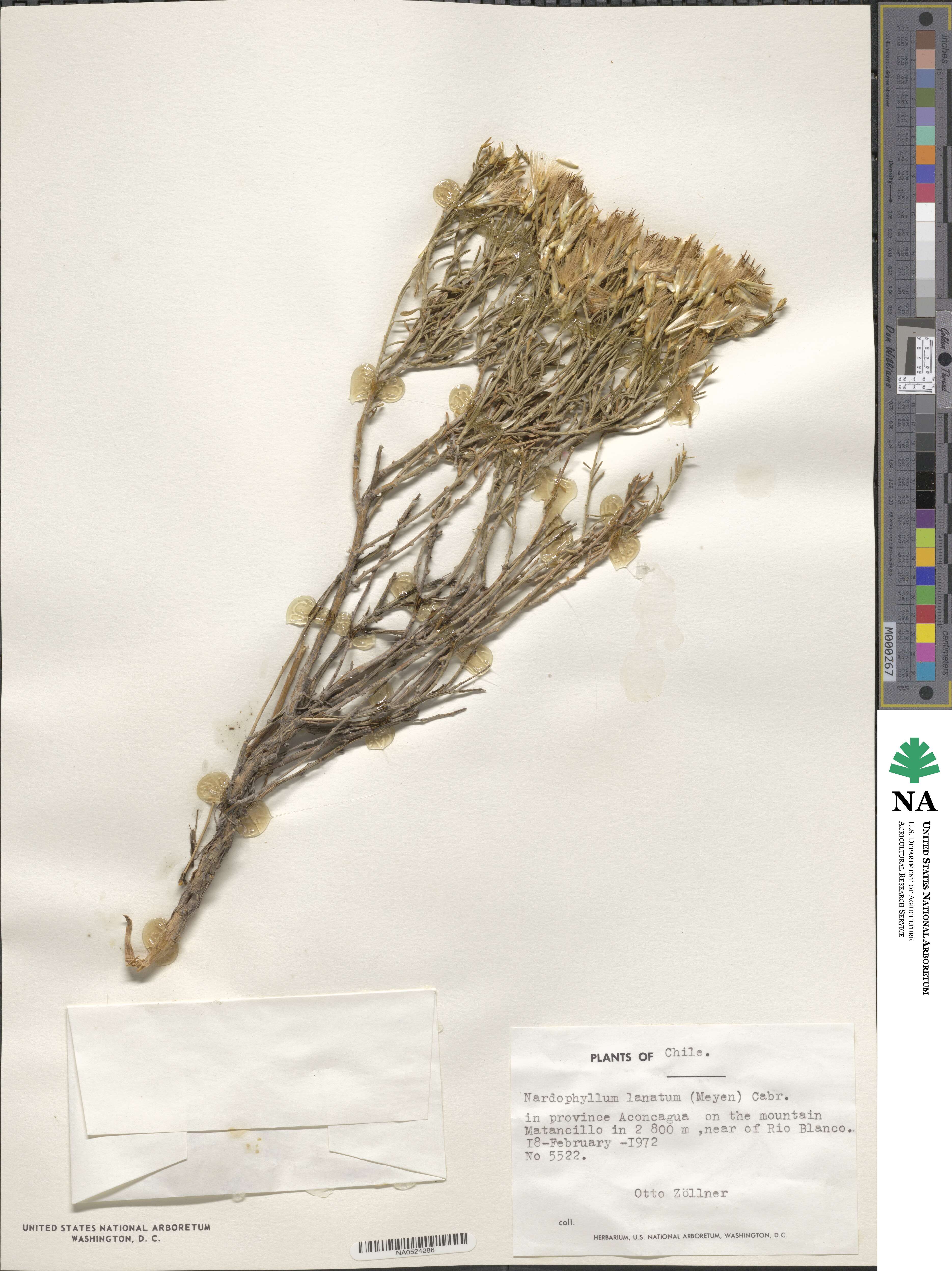 Nardophyllum lanatum image