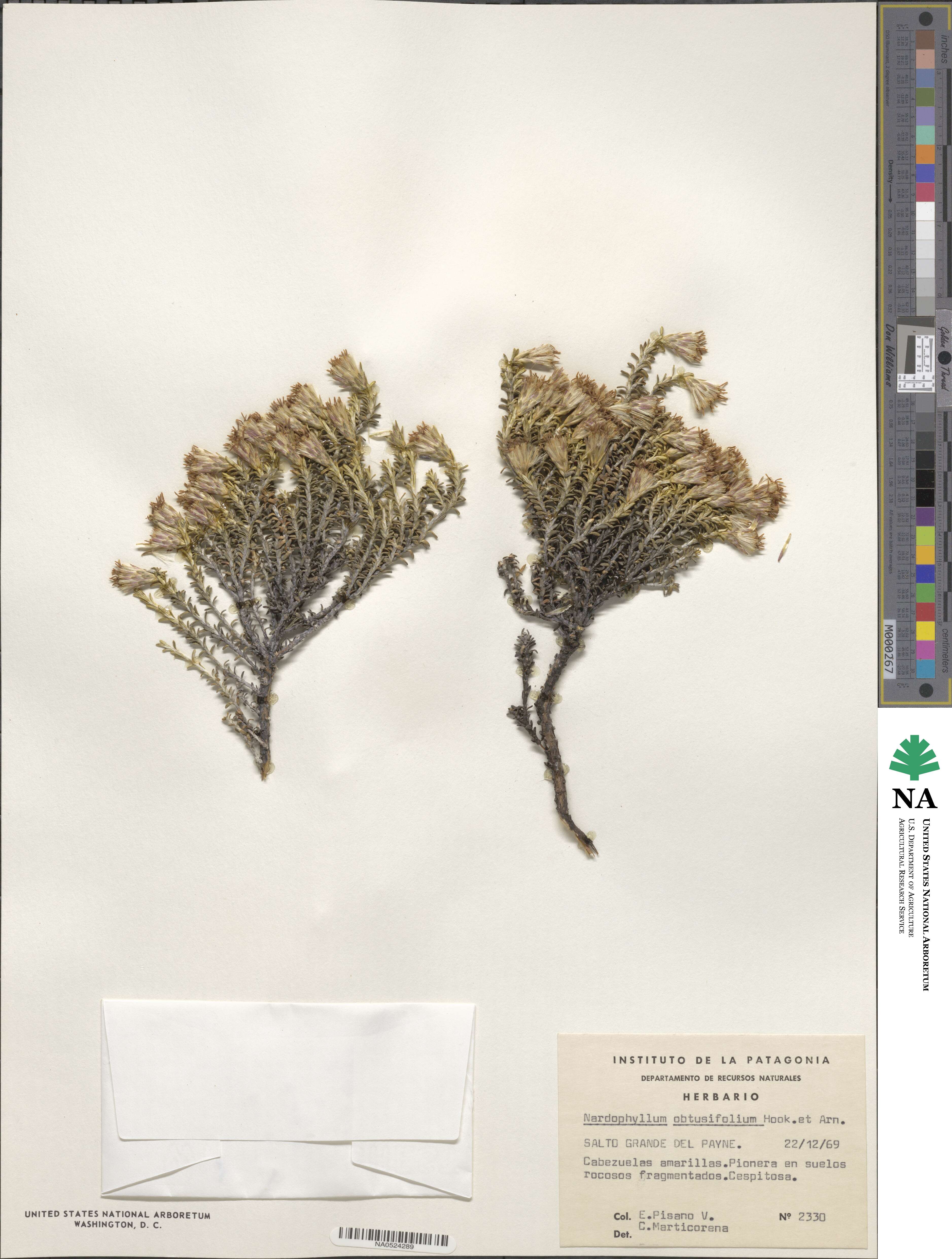 Nardophyllum image