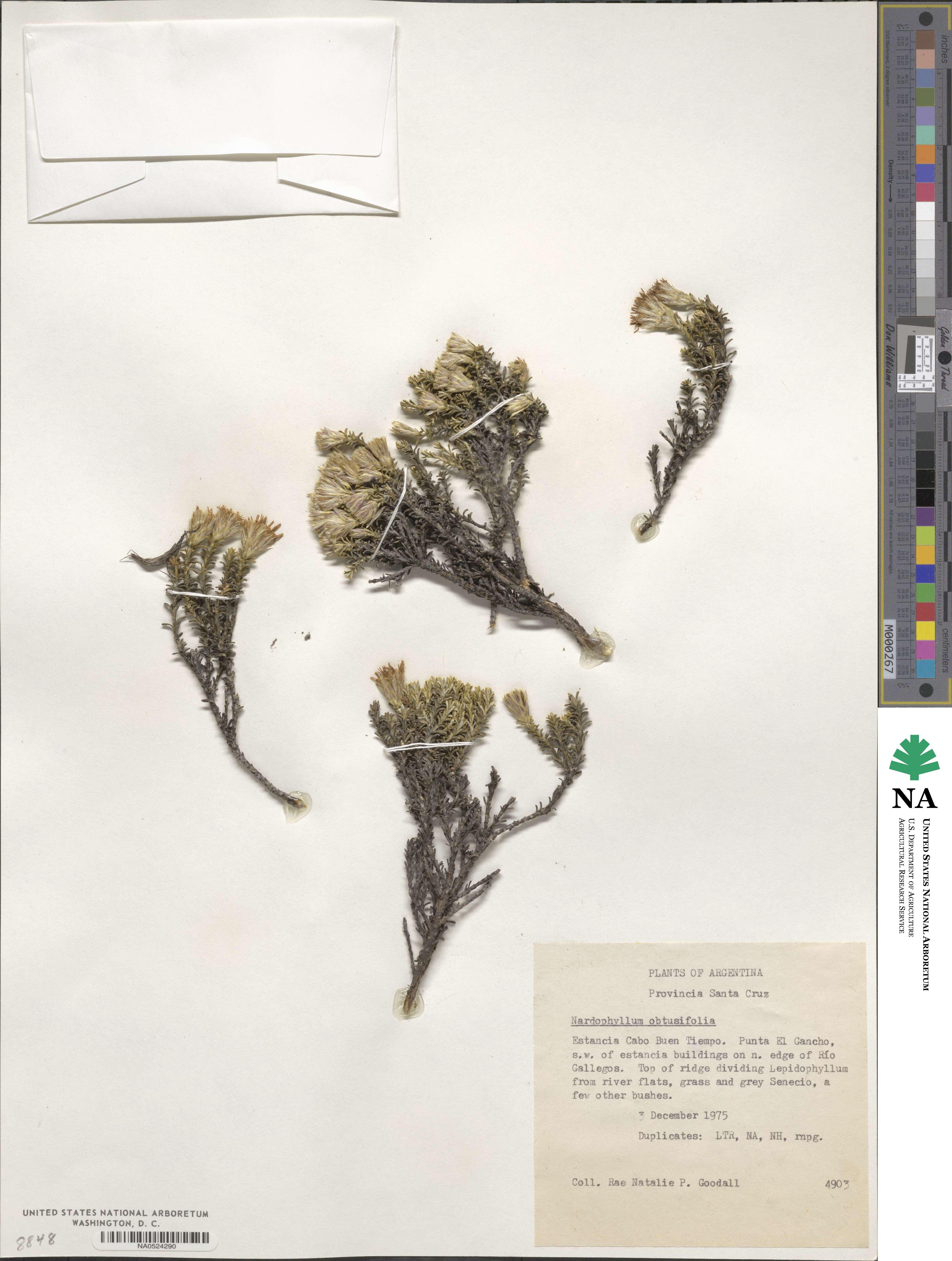 Nardophyllum bryoides image