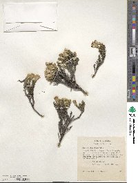 Nardophyllum bryoides image