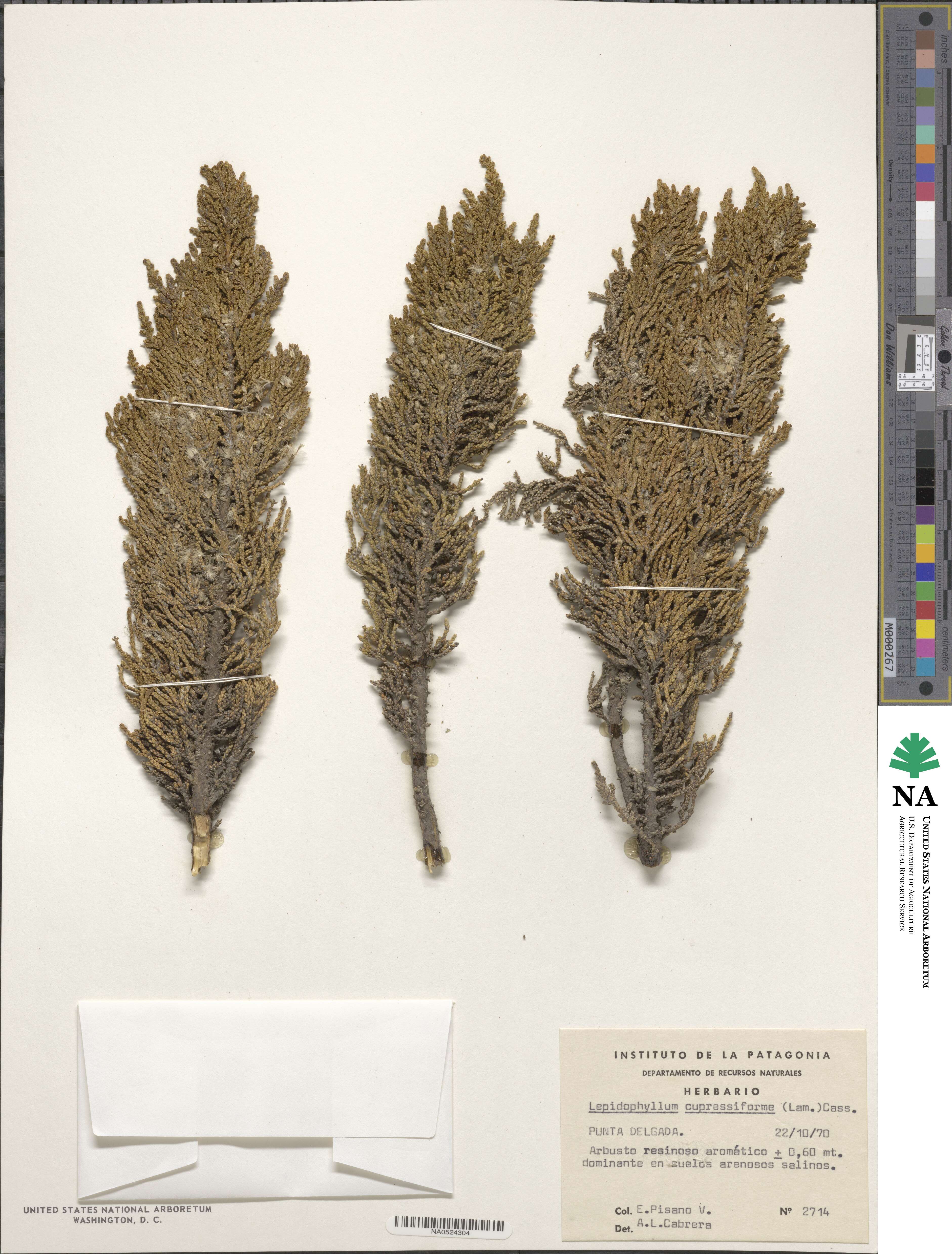 Lepidophyllum cupressiforme image
