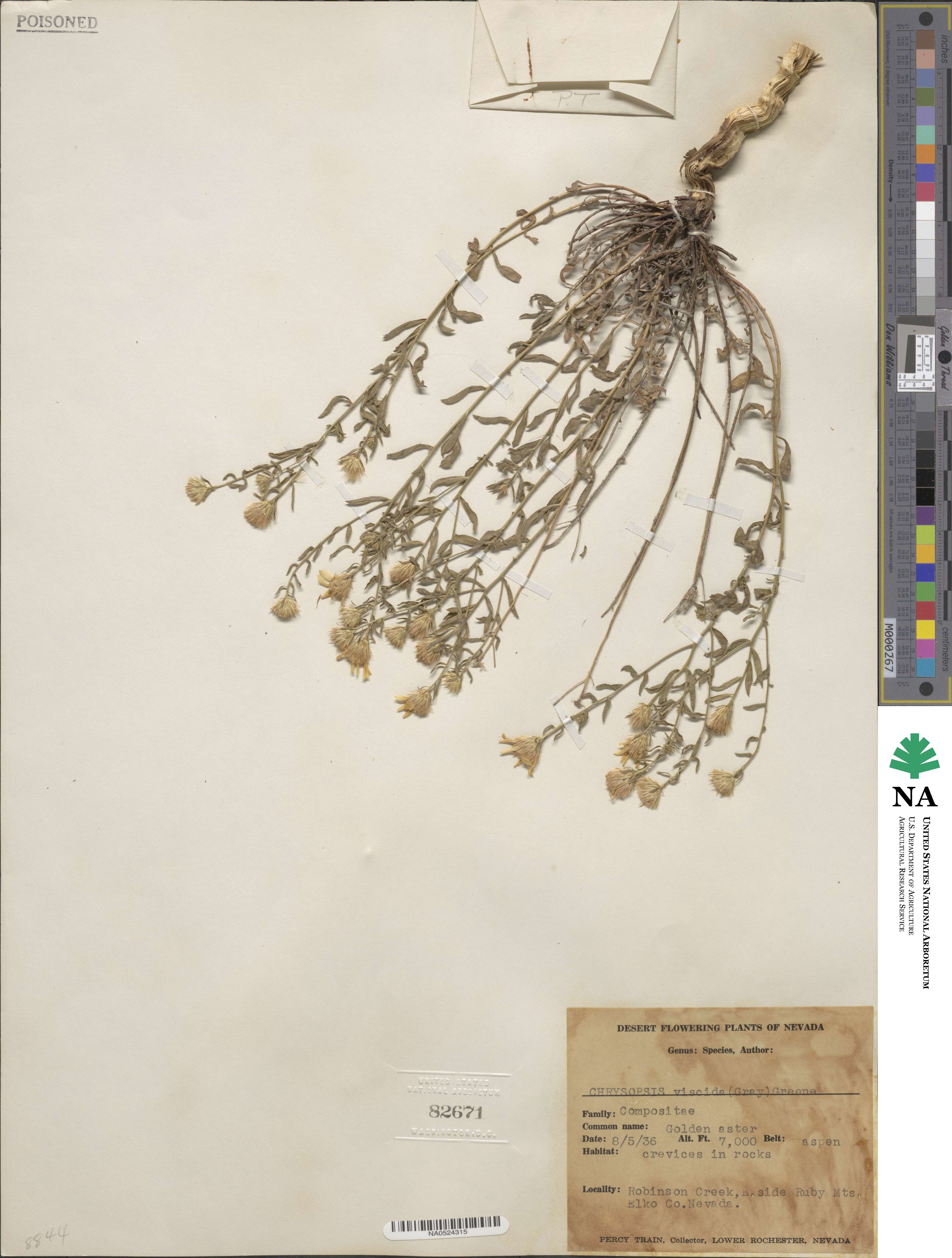 Heterotheca viscida image