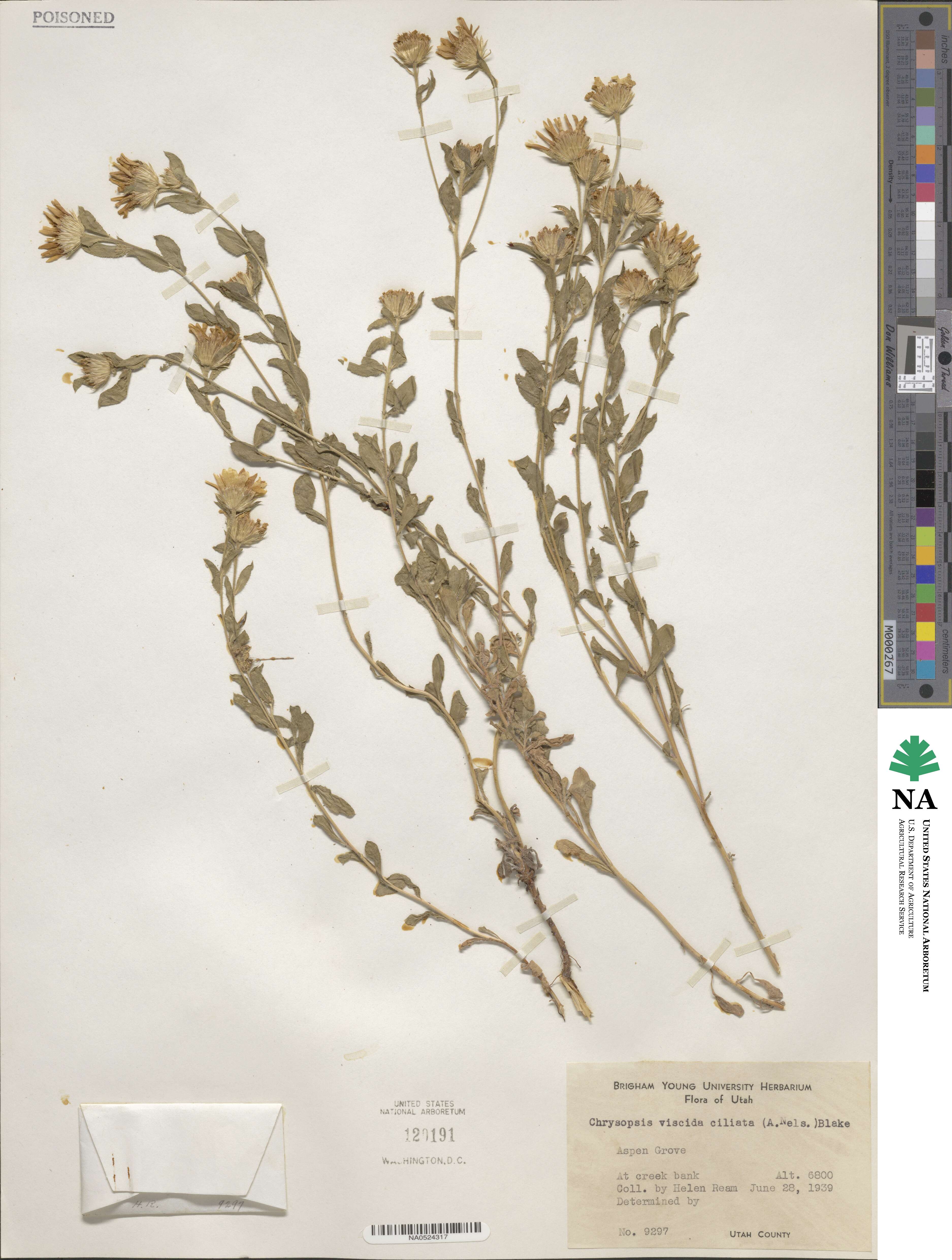Heterotheca hirsuta image