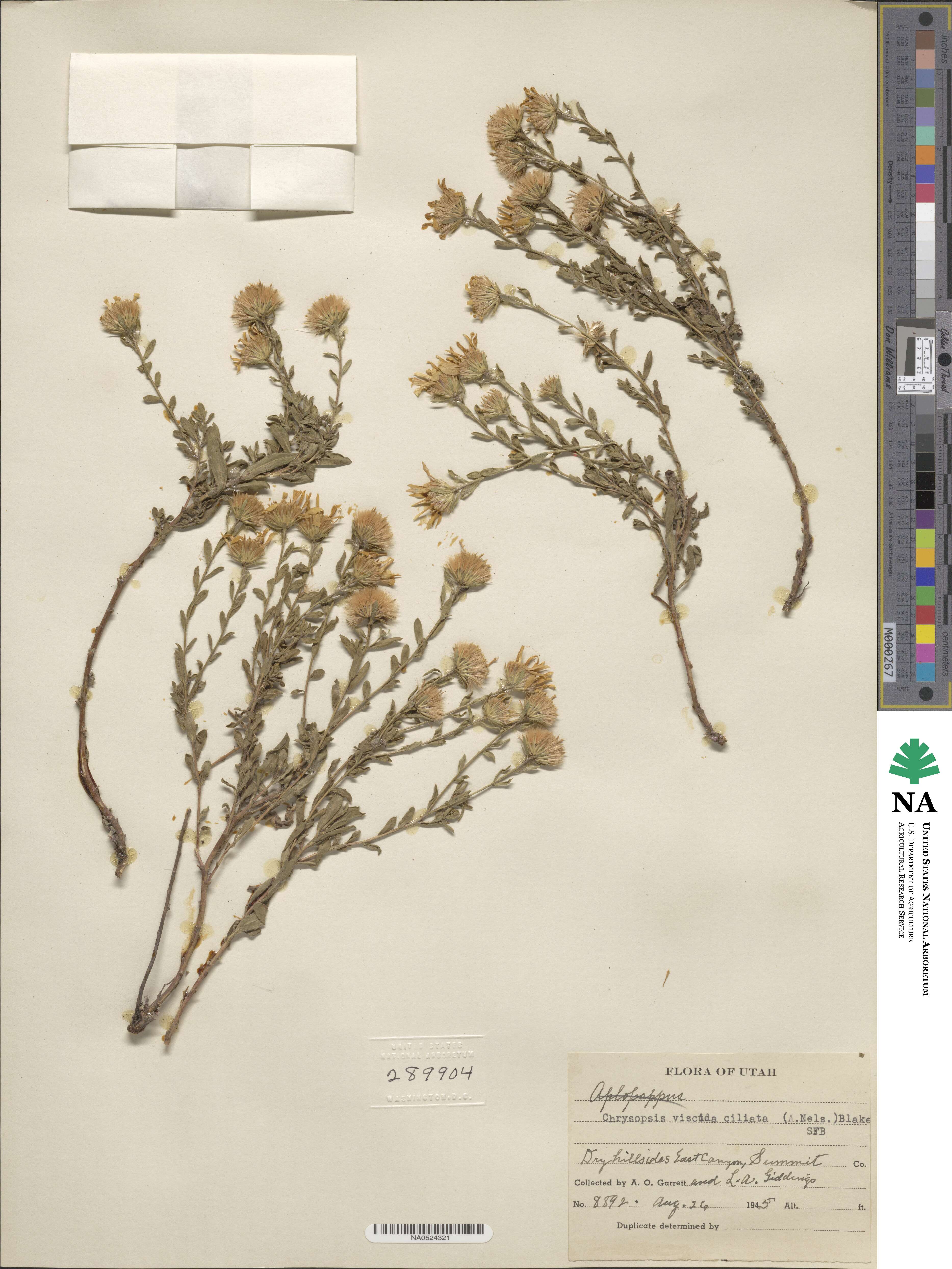Heterotheca hirsuta image