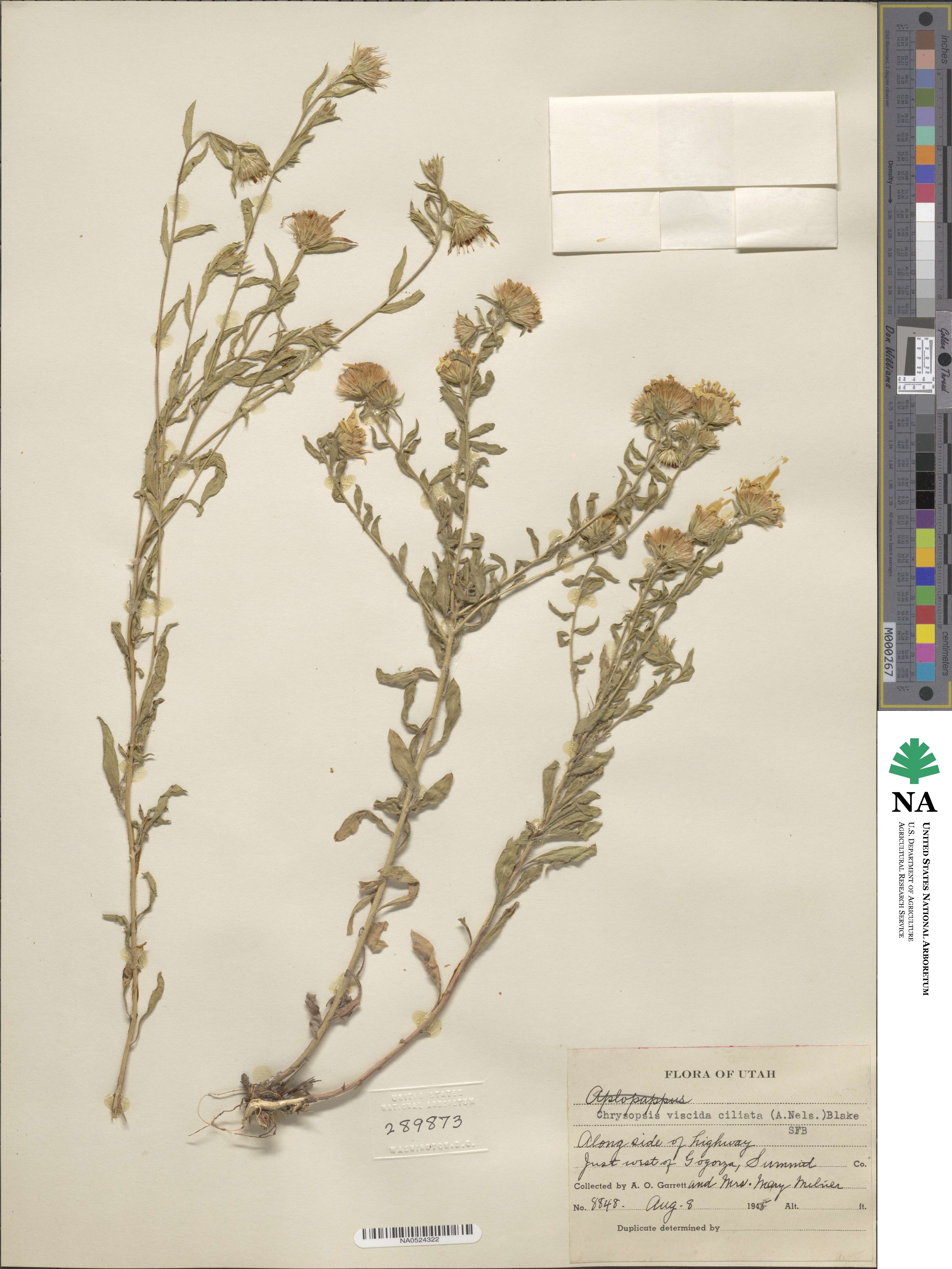 Heterotheca hirsuta image