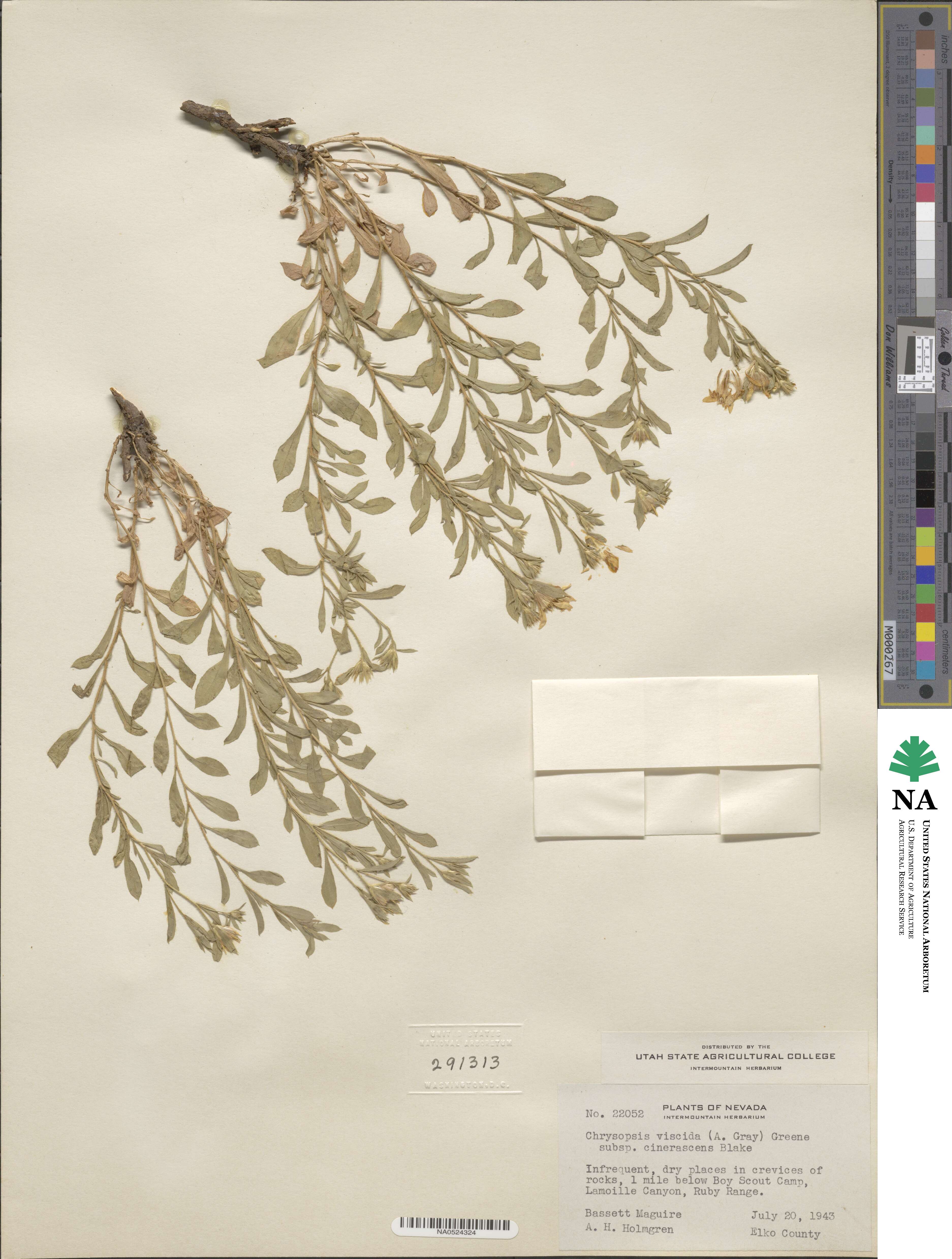 Heterotheca polothrix image