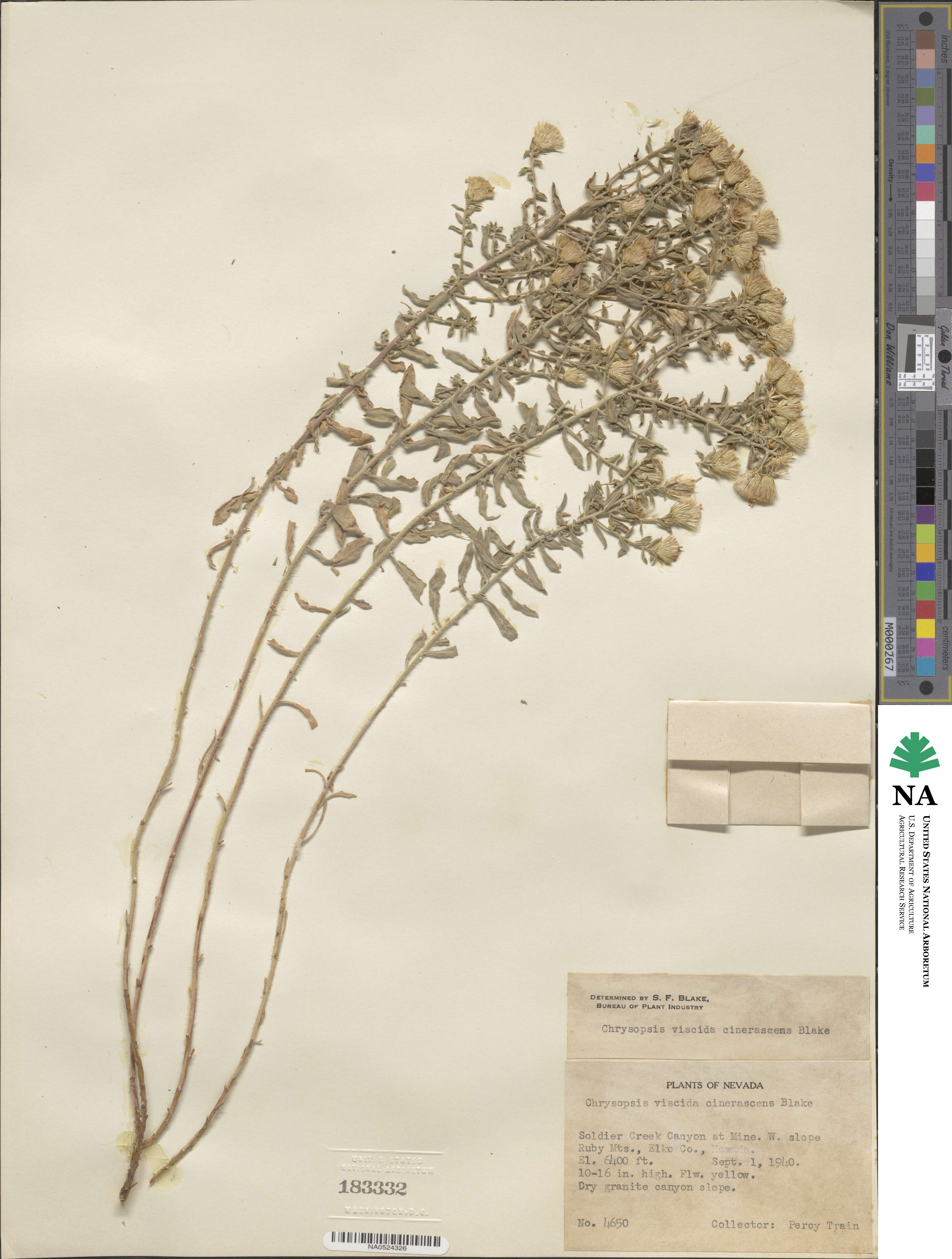 Heterotheca polothrix image
