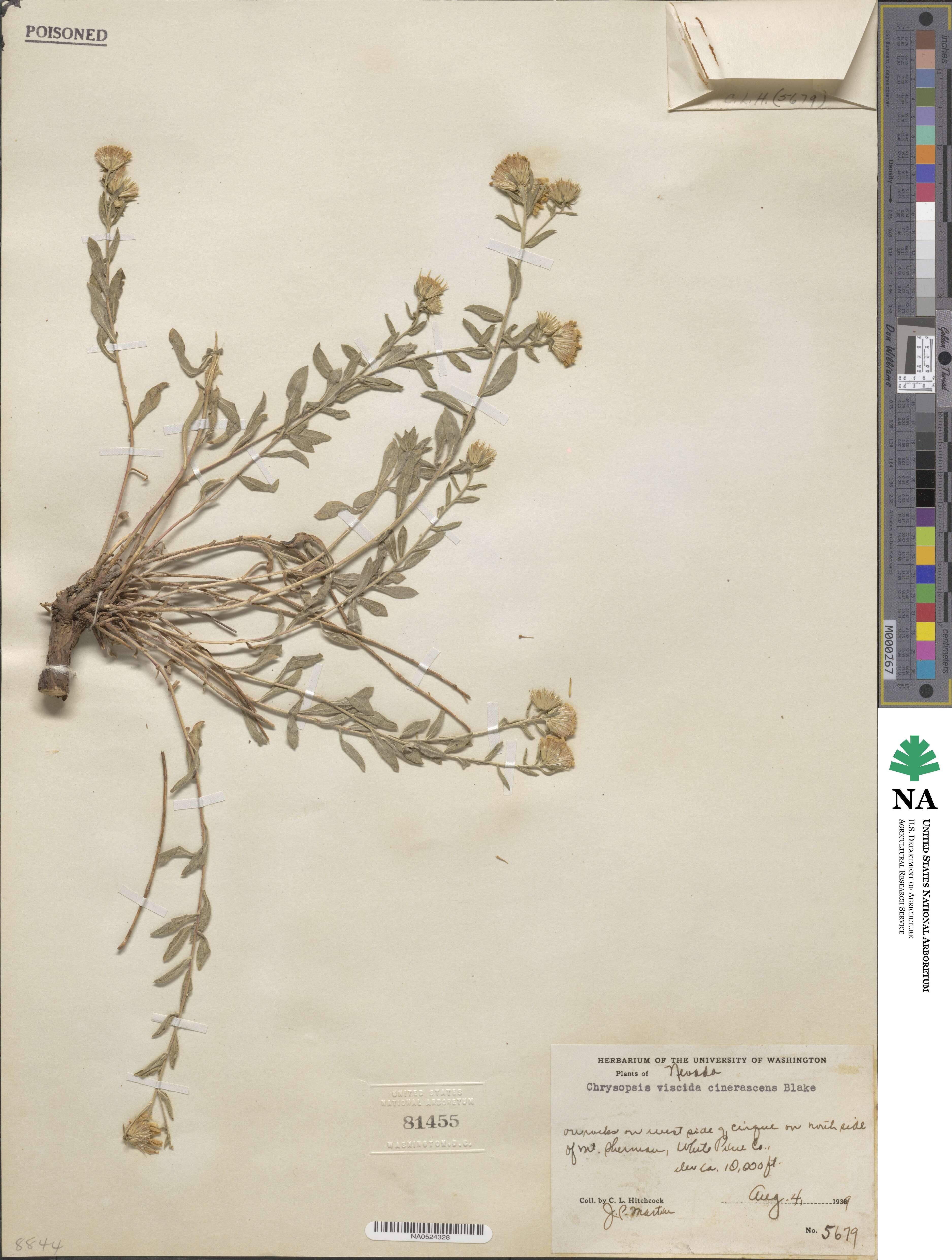 Heterotheca polothrix image