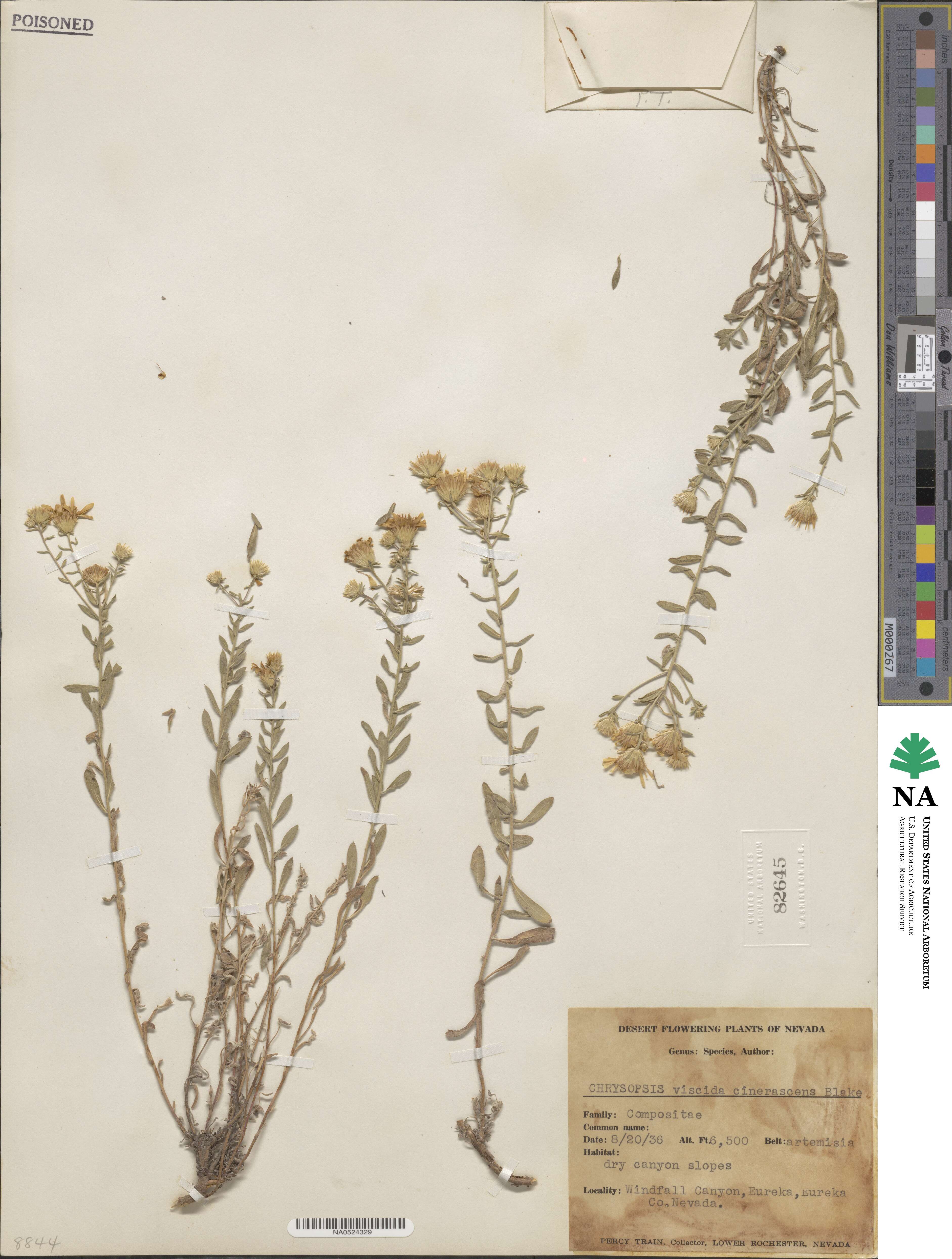 Heterotheca polothrix image