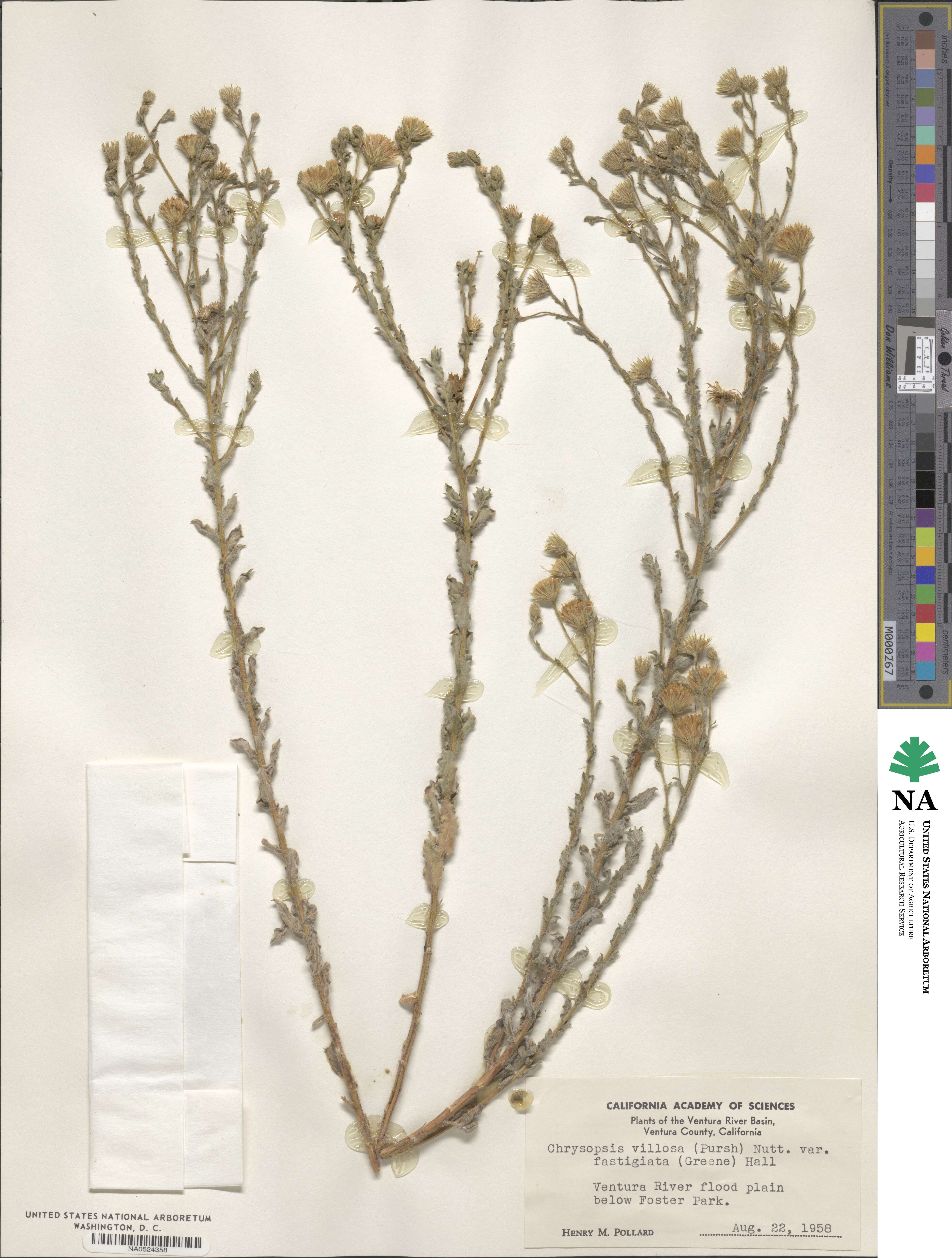 Heterotheca fastigiata image