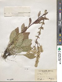 Solidago bicolor image