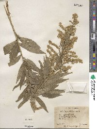 Solidago altissima image