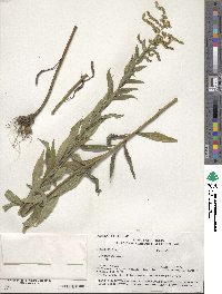 Solidago altissima image