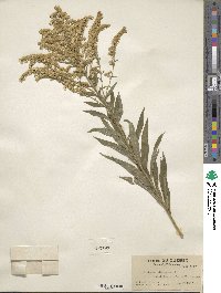 Solidago altissima image