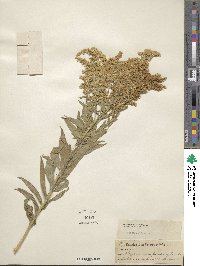 Solidago altissima image