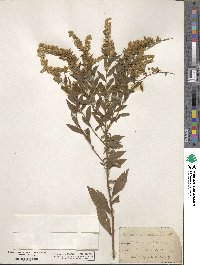 Solidago altissima image