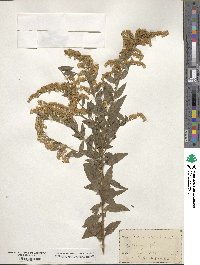 Solidago altissima image