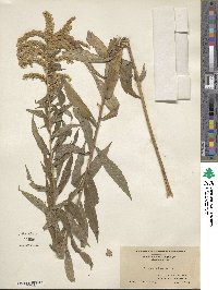 Solidago altissima image