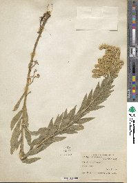 Solidago altissima image