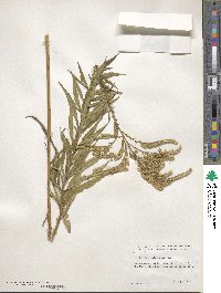 Solidago altissima image