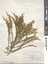 Solidago altissima image