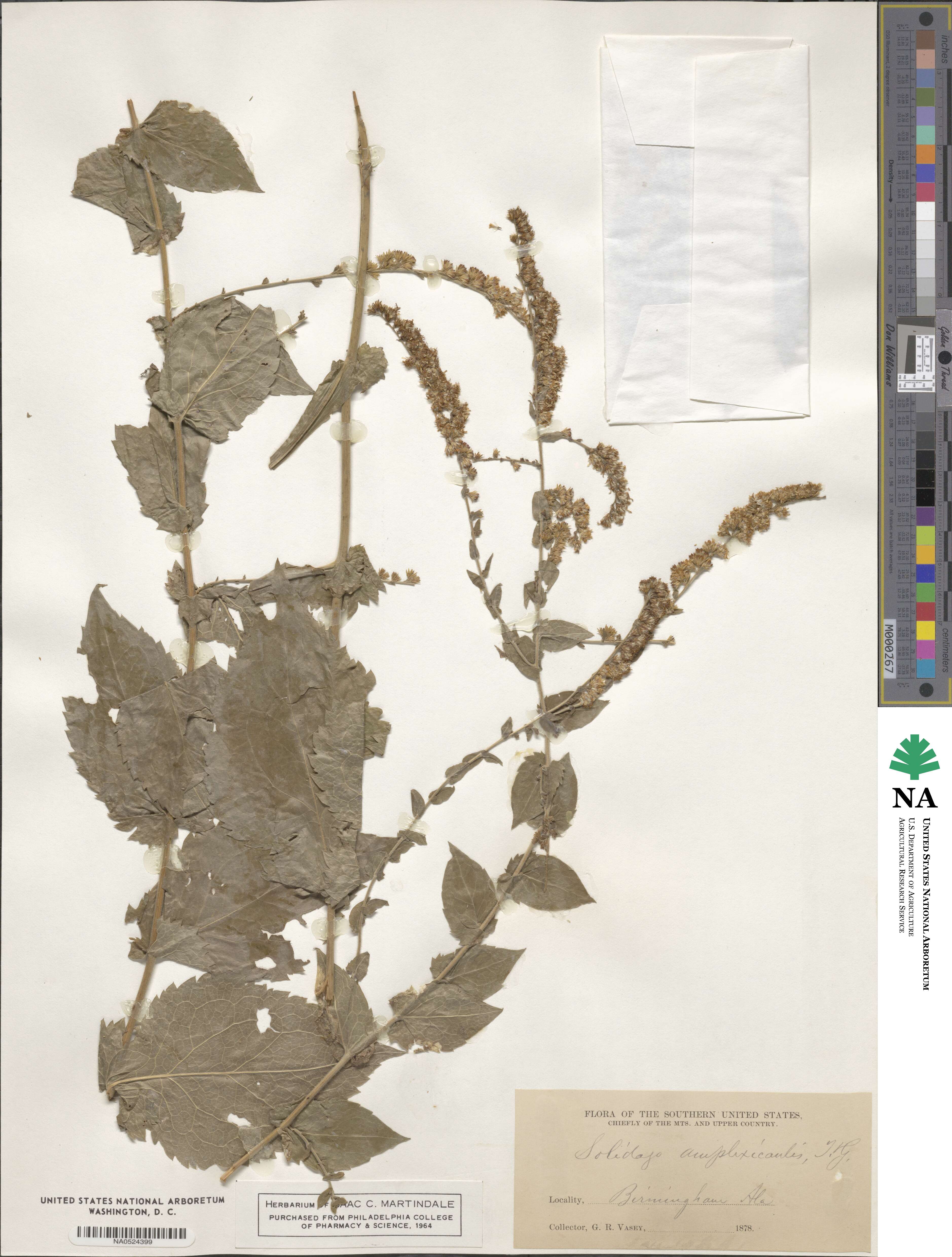 Solidago amplexicaulis image