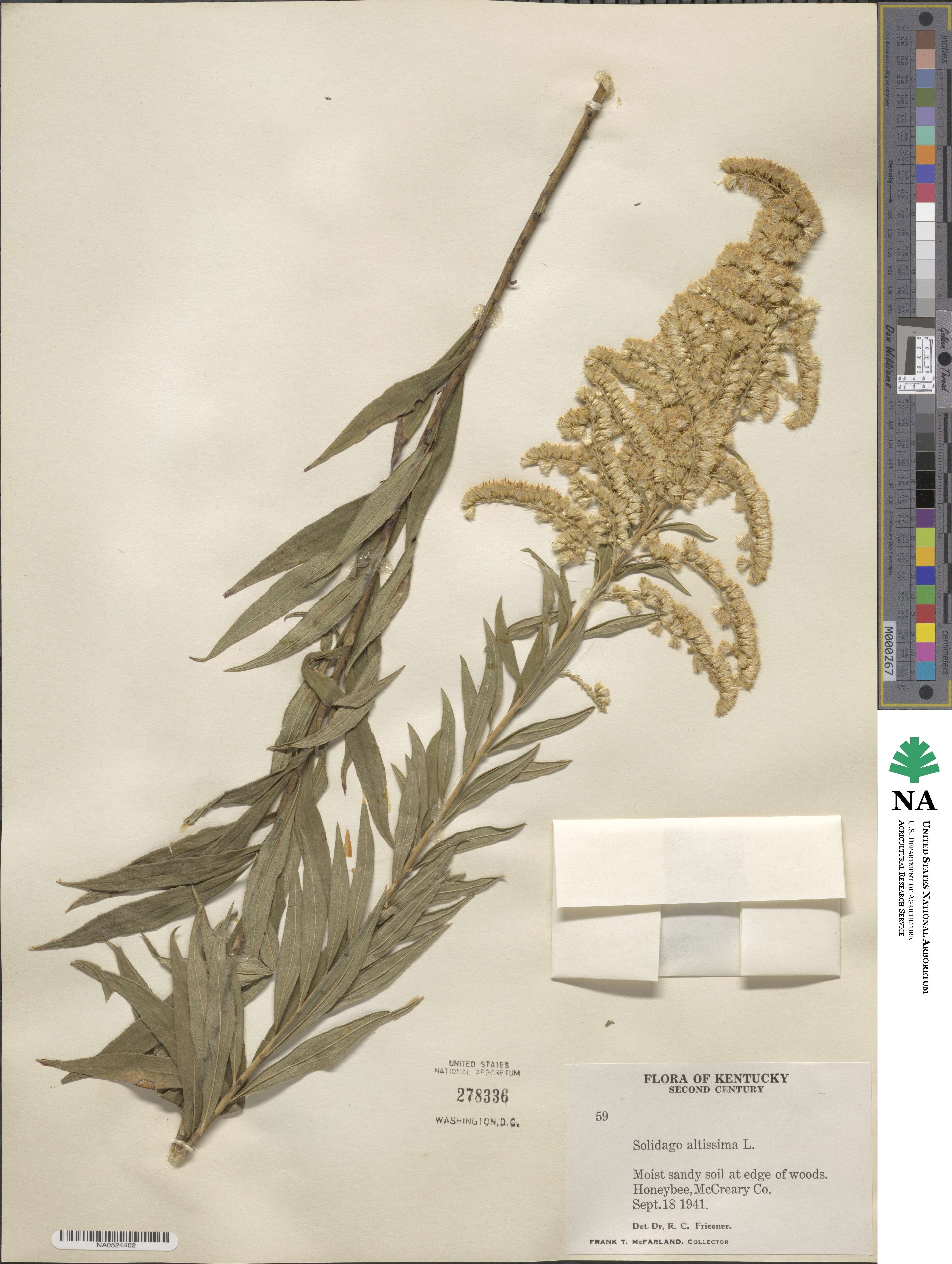 Solidago image