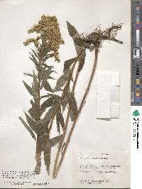 Solidago altissima image