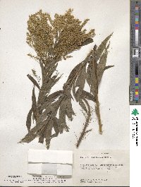 Solidago altissima image