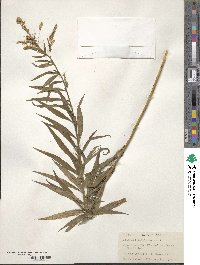 Solidago altissima image