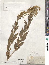 Solidago altissima image