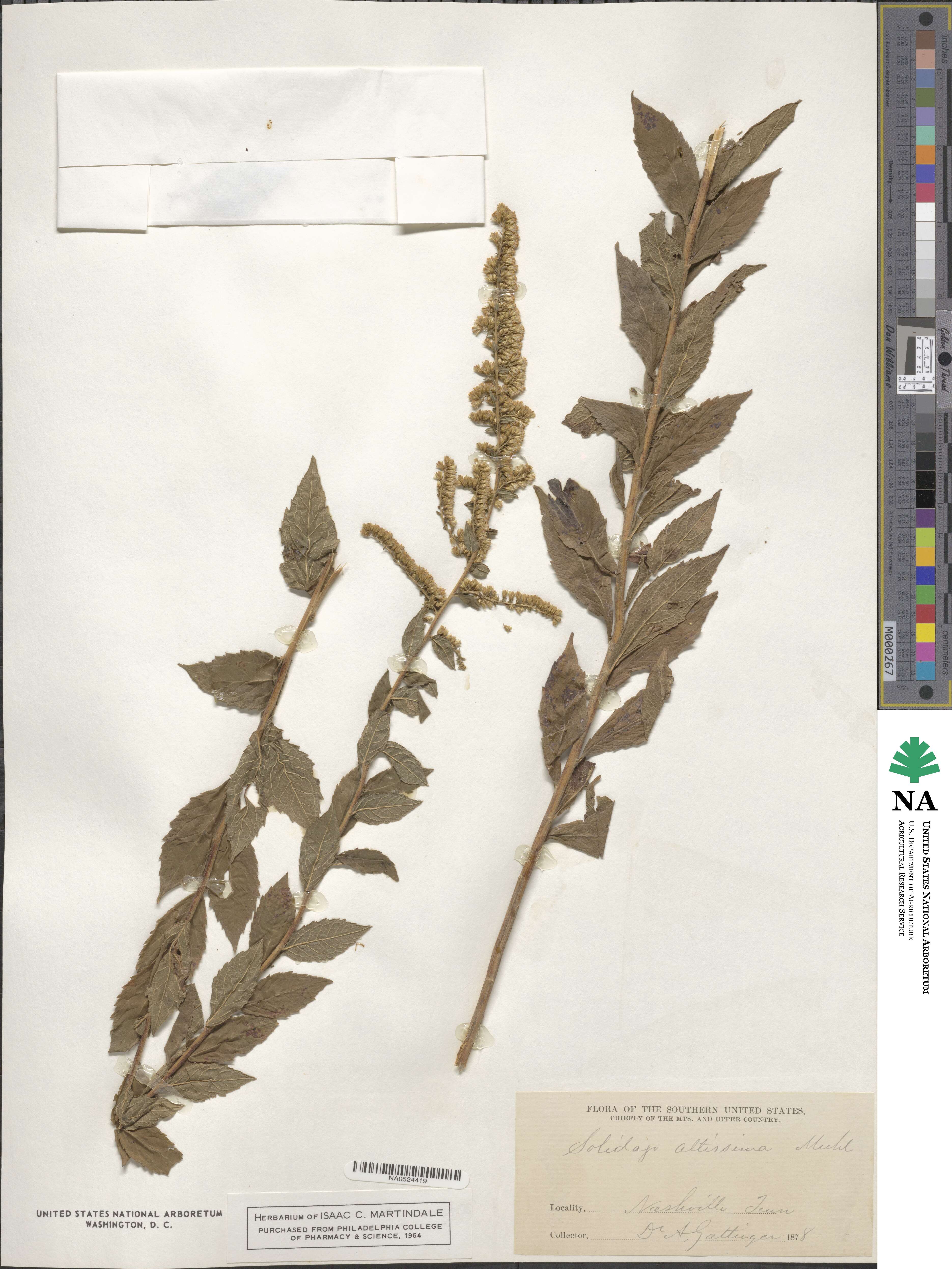 Solidago altissima image