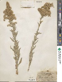 Solidago altissima image