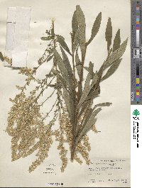 Solidago altissima image