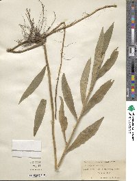 Solidago altissima image