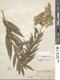 Solidago altissima image