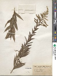 Solidago altissima image