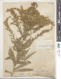 Solidago altissima image